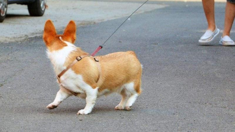 狗为什么要剪耳朵,狗为什么要剪耳朵和尾巴,柯基为什么要剪耳朵？