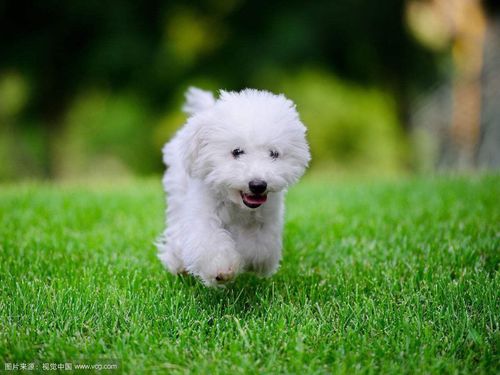 白色的狗起什么名字,白色的狗起什么名字好听,狗狗名字大全洋气，白色的狗狗？
