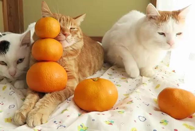 猫为什么怕橘子,猫为什么怕橘子皮的味道,猫怕橘子皮是真的吗？