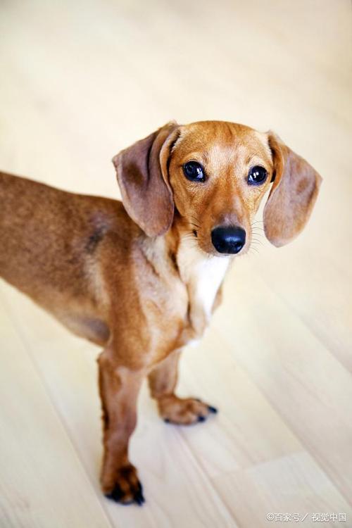 什么狗耳朵长,什么狗耳朵长长的下垂,长长耳朵的动物有那些？