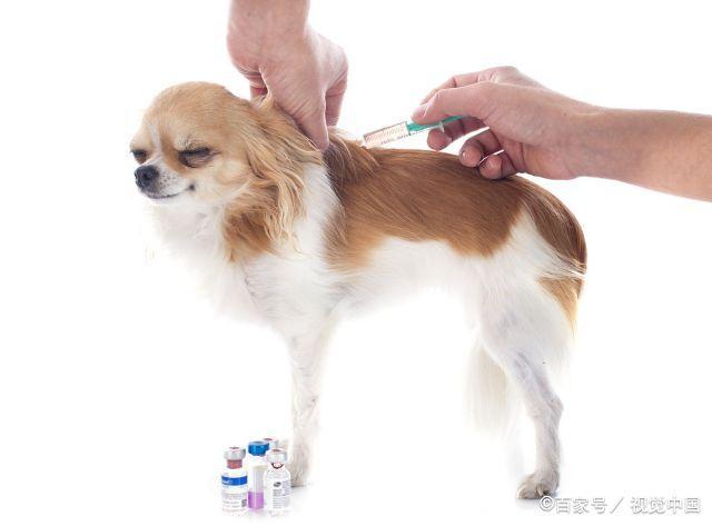 狗都需要打什么疫苗,狗都需要打什么疫苗从小到大,狗狗都需要打什么针？