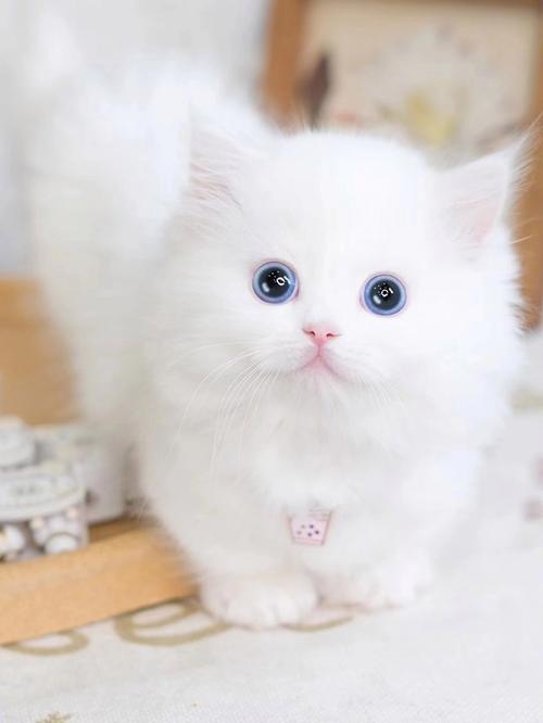 纯白色的猫是什么品种,蓝眼睛纯白色的猫是什么品种,灰白色猫咪是什么品种？