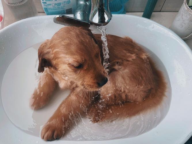 幼犬什么时候能洗澡,金毛幼犬什么时候能洗澡,刚到家的小狗什么时候能洗澡？