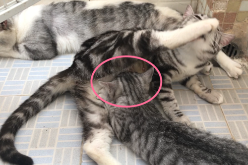 公猫咬母猫脖子,公猫咬母猫脖子是什么意思是打架么,公猫咬母猫的脖子是什么表现？