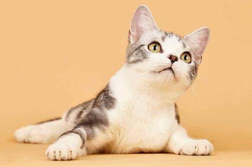 什么品种的猫最温顺,什么品种的猫最温顺最适合家养,哪个品种的猫性格温顺？