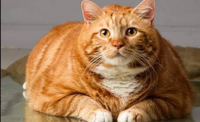 猫吃什么胖的最快,猫吃什么胖的最快 激素,猫吃什么会长胖最快？