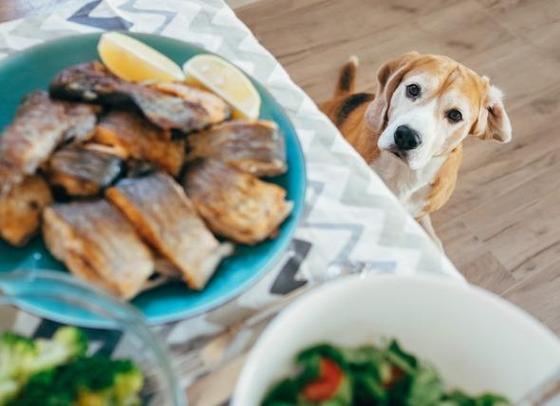 狗能吃什么鱼,狗能吃什么鱼好,专门吃鱼的宠物？