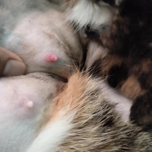 母猫乳腺炎,母猫乳腺炎的症状,母猫的奶变硬怎么回事？