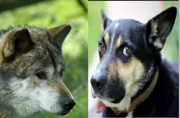狗的祖先是什么动物,狗的祖先是什么动物图片,泰迪祖先是狼吗？