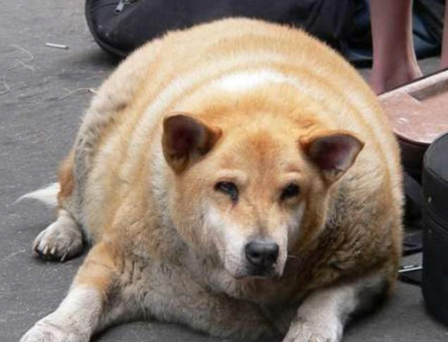 狗吃什么胖的快,狗吃什么胖的快一点,怎样让狗狗快速长胖？