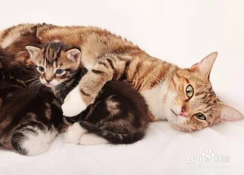 母猫产后护理,母猫产后护理及注意事项,猫咪刚刚生完宝宝怎么喂养？