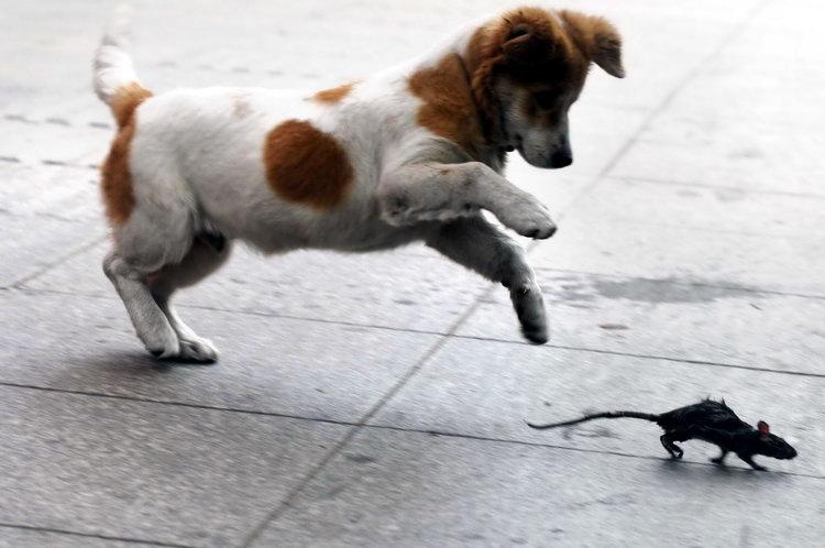 狗为什么会抓老鼠,狗为什么会抓老鼠却不抓鸡,狗狗抓老鼠怎么办？