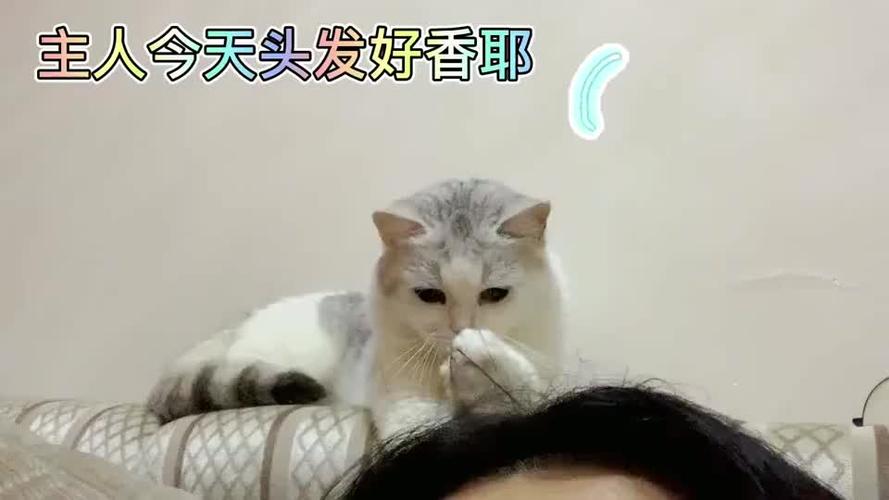 为什么猫喜欢咬头发,为什么猫喜欢咬头发呢,为什么猫喜欢舔人的头发？