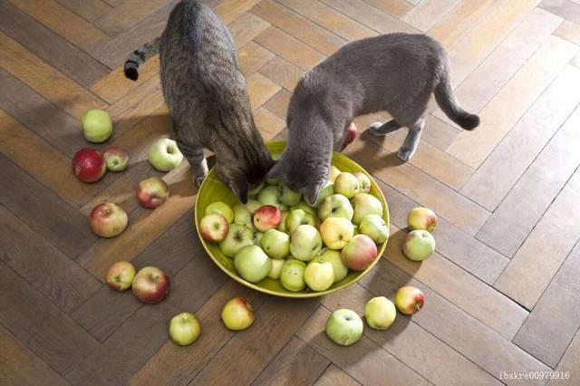 猫为什么不吃水果,猫为什么不吃水果蔬菜,猫不吃水果正常吗？