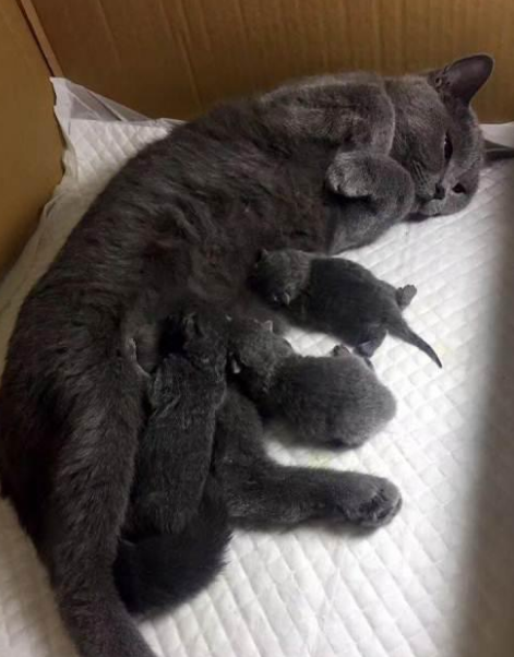 母猫怀孕的症状,母猫怀孕的症状 蓝猫,母猫怀孕有哪些症状？