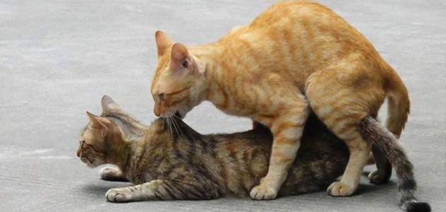 两只母猫发情,两只母猫发情互相,小母猫发起情乱叫怎么缓解？