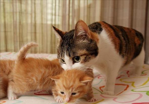母猫保护小猫,母猫保护小猫发出声音,母猫藏小猫该干涉吗？