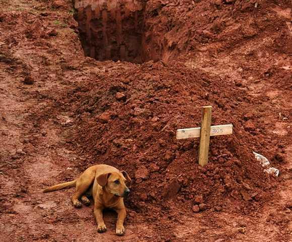 狗死了为什么不能埋,狗死了为什么不能埋土里,人死后狗为什么会去守墓？