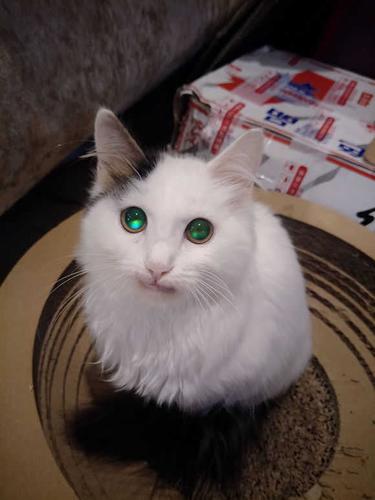 绿眼睛的猫是什么品种,白毛绿眼睛的猫是什么品种,晚上绿眼睛的猫是什么品种？