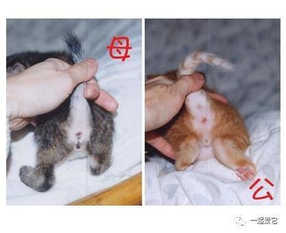 公猫母猫的区别图片,公猫和母猫区分图 对比,公猫屁屁和母猫屁屁怎么分？