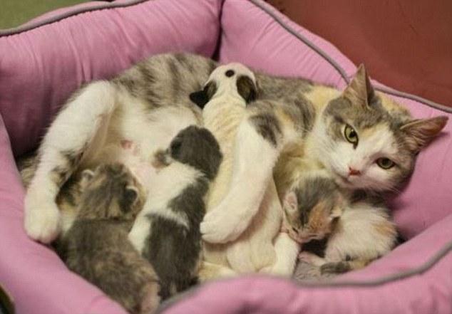 哺乳期母猫发情,哺乳期母猫发情小猫能喝奶吗,哺乳期的猫咪会再次怀孕吗？