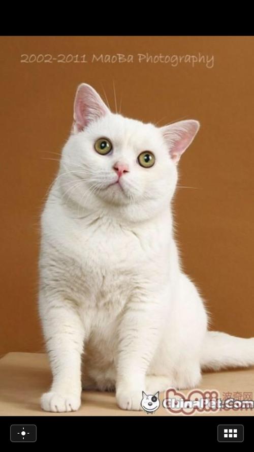 白色短毛猫是什么品种,白色短毛猫是什么品种长脸,白色短毛猫有哪些品种？