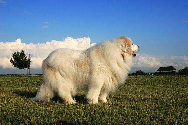 什么大型犬适合家养,什么大型犬适合家养不掉毛,适合家养的中大型犬？