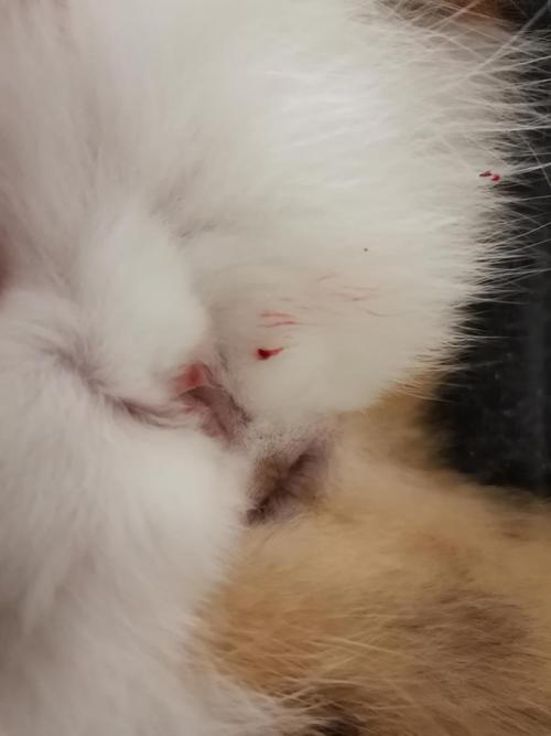 母猫产前流血,母猫产前流血是什么原因,猫咪生小猫流血是正常现象吗？