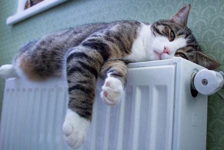 猫靠什么散热,猫靠什么散热?,宽带猫如何散热？