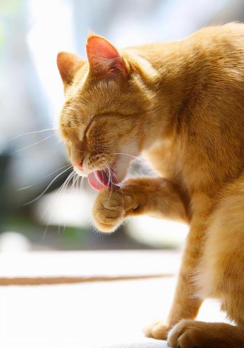猫为什么喜欢舔爪子,猫为什么喜欢舔爪子擦脸,为什么猫咪这么喜欢舔爪子？