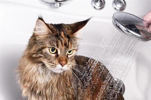 给猫洗澡用什么水,给猫洗澡用什么水温,给猫洗澡用多热的水？