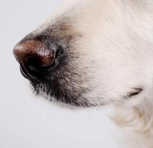 狗的鼻子为什么是湿的,小狗狗的鼻子为什么是湿的,狗狗鼻子上为什么总有水？
