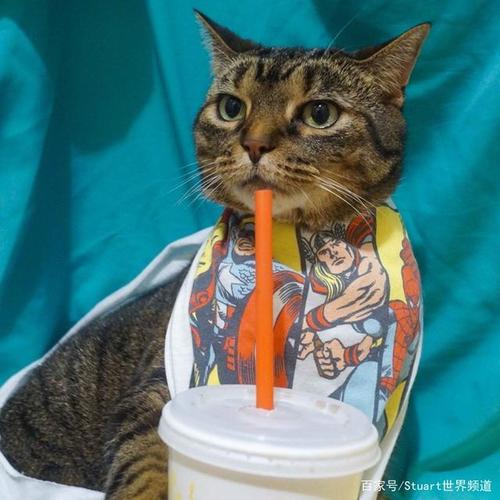 猫能喝什么饮料,猫能喝什么饮料比较好,猫可以喝饮料吗？