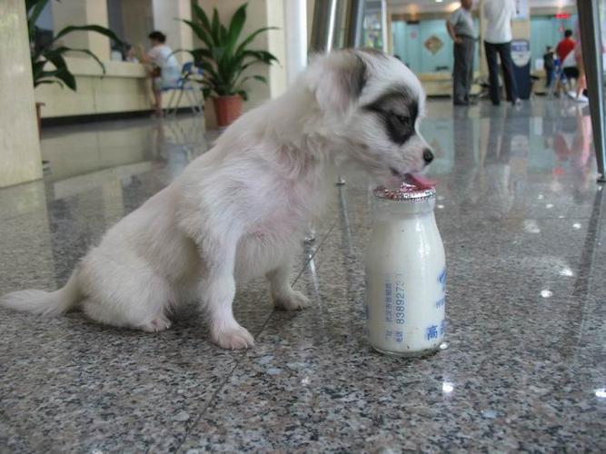 狗狗能喝什么酸奶,狗狗能喝什么酸奶比较好,狗为什么可以喝酸奶不能喝纯牛奶？