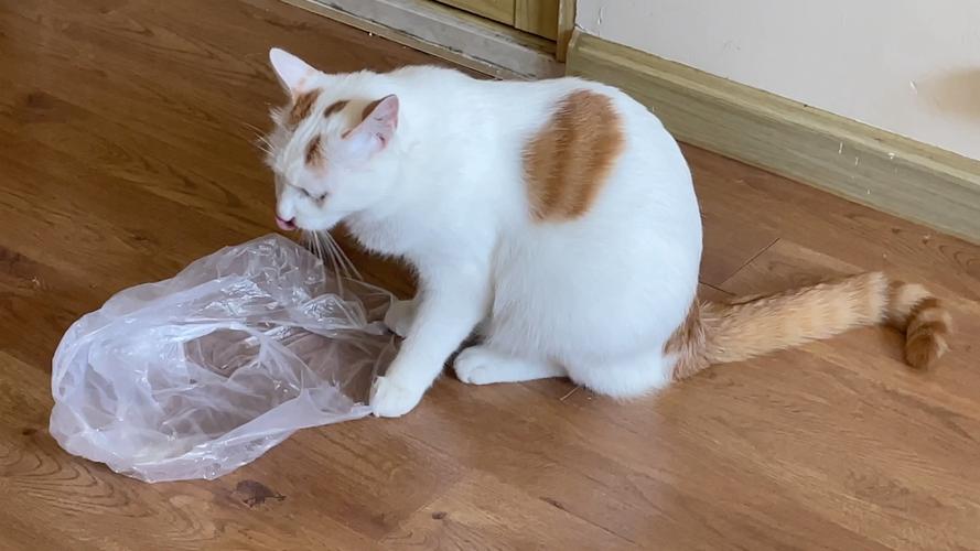 猫为什么喜欢舔,猫为什么喜欢舔塑料袋?,猫咪为什么到处乱闻乱舔？