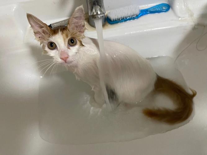 母猫怀孕能洗澡吗,孕猫太脏了可以洗澡吗,猫咪怀孕可以药浴吗？