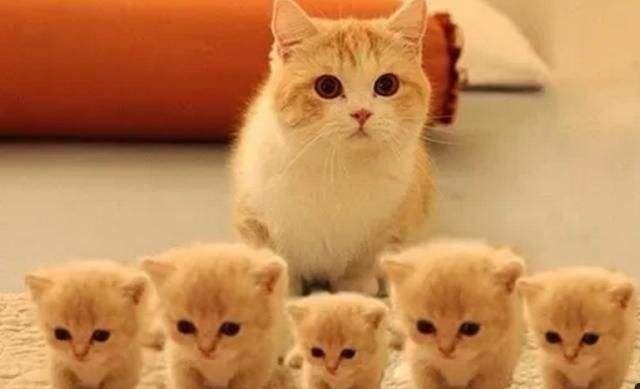 小猫多大离开母猫,小猫多大离开母猫可以独立生活,小猫多久可以离开母猫？