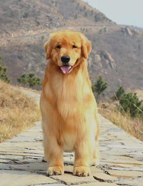 赛级犬是什么意思,金毛赛级犬是什么意思,赛级犬和普通犬的区别？