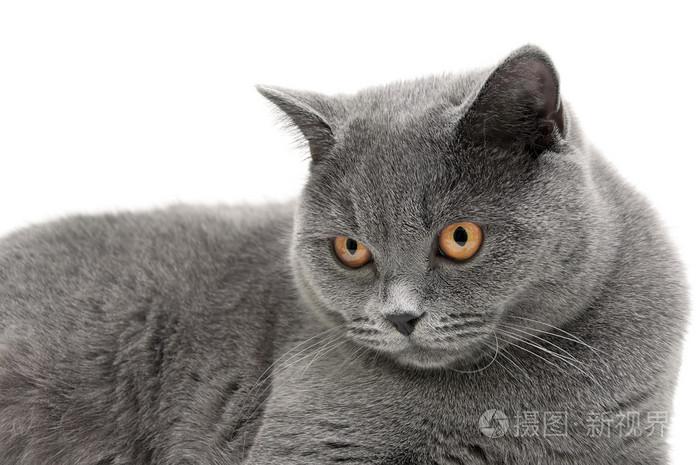 灰猫什么品种,灰猫什么品种图片,灰色的猫是什么品种？