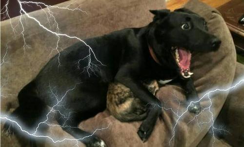 为什么狗狗怕打雷,为什么狗狗怕打雷下雨,为什么狗怕打雷猫不怕？