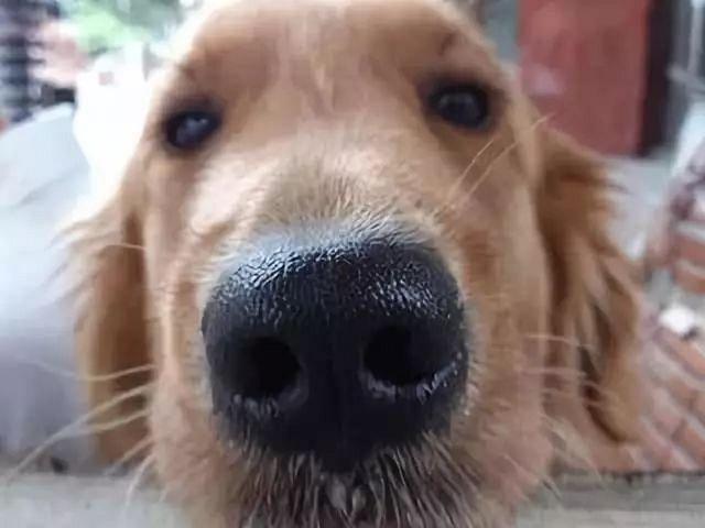 狗鼻子为什么是湿的,狗鼻子为什么是湿的?,狗狗睡觉鼻子是湿的为什么？