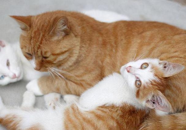 公猫和母猫能一起养吗,为什么一屋不养二猫,一只公猫和母猫可以一起养吗？