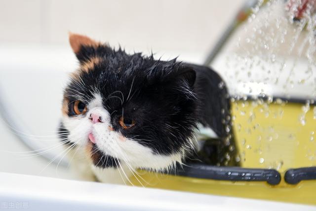 猫为什么不爱洗澡,猫为什么不爱洗澡的原因,猫狗为什么不爱洗澡？