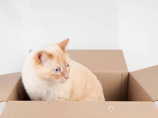 猫为什么喜欢纸盒子,猫为什么喜欢纸盒子和塑料袋,小猫喜欢什么颜色的玩具？