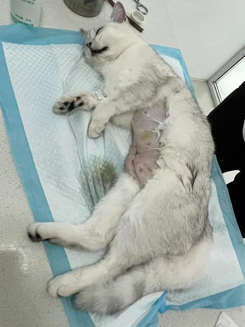 母猫绝育手术过程,母猫绝育手术过程视频,自己给母猫绝育最简单的方法？