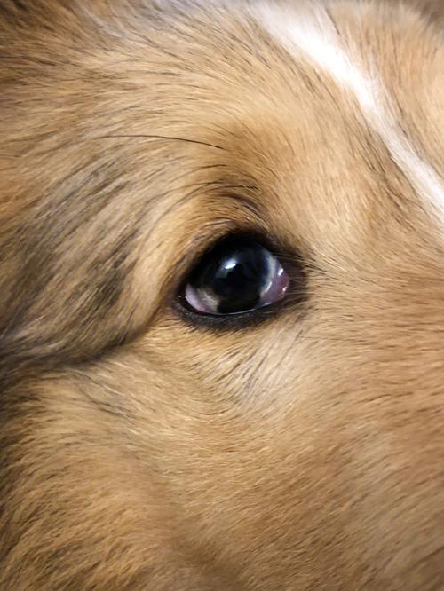 狗能看见什么颜色,狗能看见什么颜色的东西,狗狗眼睛也有不同颜色吗？