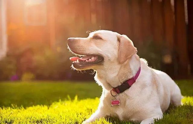 狗狗为什么喜欢晒太阳,大热天的狗狗为什么喜欢晒太阳,我家狗狗要生了,天气热为什么她爱晒太阳？