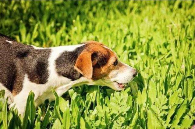 狗吃草缺什么,狗吃草缺什么微量元素,狗狗为什么爱吃草呢？