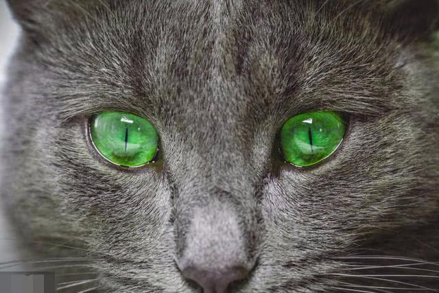 什么猫眼睛是绿色的,什么猫眼睛是绿色的?,晚上绿眼睛的猫是什么品种？
