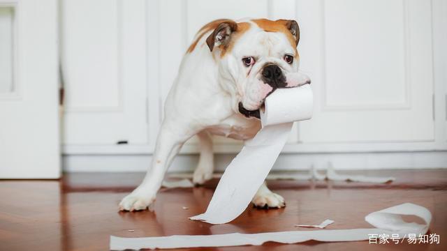 狗为什么喜欢撕纸,狗为什么喜欢撕纸巾,狗狗总是翻东西,把纸撕掉,怎么打都不听,该怎么办？